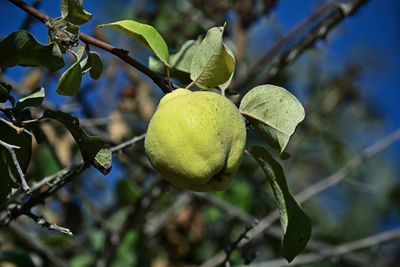 fruit