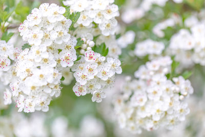 Close-up of white cherry blossoms