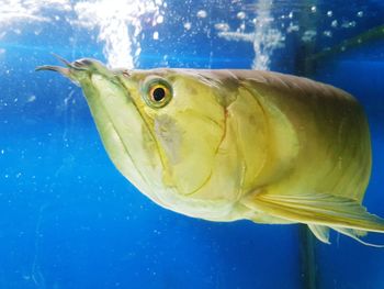 Close-up of fish swimming in sea