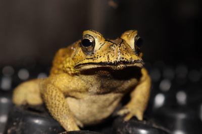 Close-up portrait of a frog