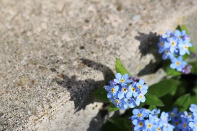 Close-up of flowers blooming outdoors