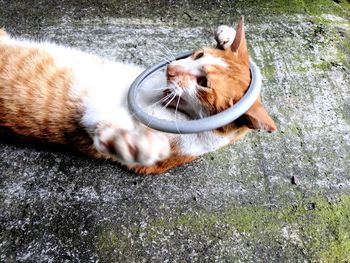 High angle view of playful ginger cat lying outdoors