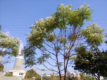 Low angle view of trees against clear blue sky