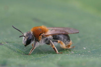 Detailed closeup on a colorful female orange tailed mining bee, andrena haemorrhoa on a green leaf