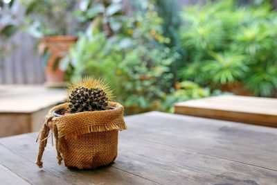 Close-up of plant on table