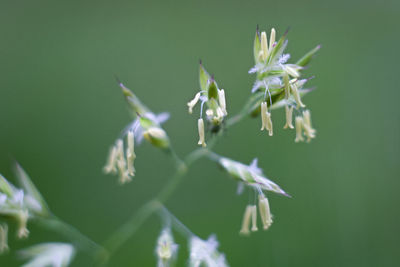 Close-up of flowering plant