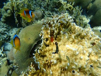 Fish swimming in sea