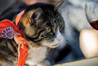 Close-up of a cat looking away