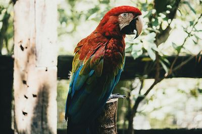 Close-up of bird perching on white background