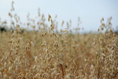 Close-up of stalks in field against sky