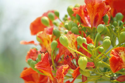 Close-up of red flowering plant