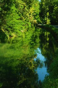 Reflection of trees in lake