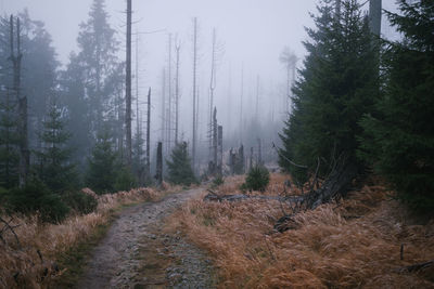 Pine trees in forest