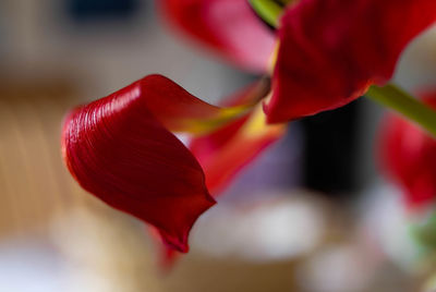 Close-up of red tulip