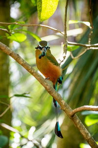 Close-up of bird perching on branch