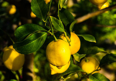 fruit