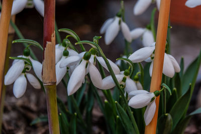 Close-up of white flowering plants