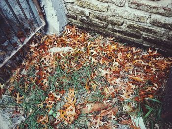 Close-up of leaves