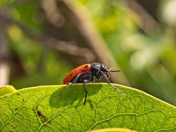 Close-up of insect on leaf