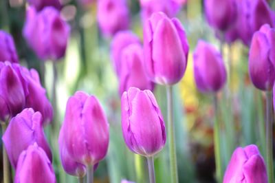 Close-up of purple crocus flowers