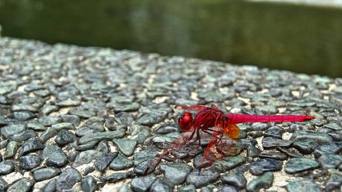 Close-up of red dragonfly on retaining wall