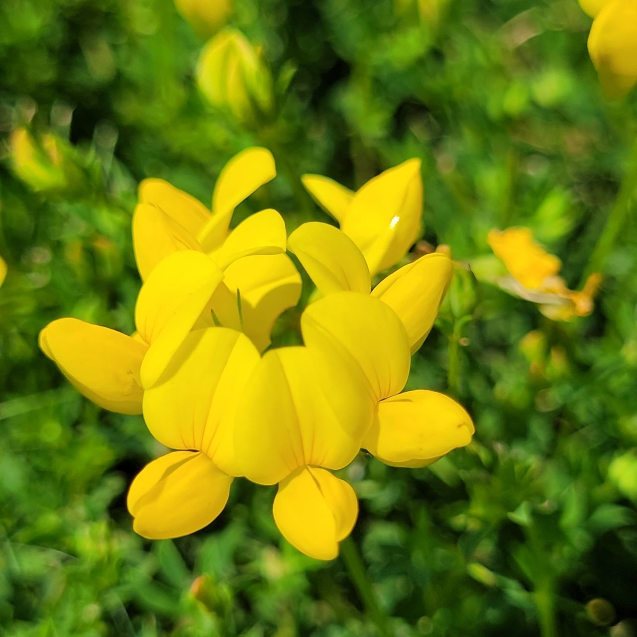 yellow, plant, flower, flowering plant, freshness, beauty in nature, nature, close-up, flower head, growth, petal, wildflower, fragility, meadow, springtime, inflorescence, no people, focus on foreground, green, outdoors, vibrant color, macro photography, day, blossom, summer, garden