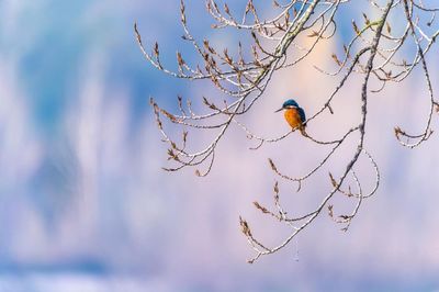 Low angle view of bird perching on branch