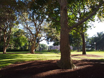 Trees on field against sky