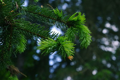 Low angle view of pine tree