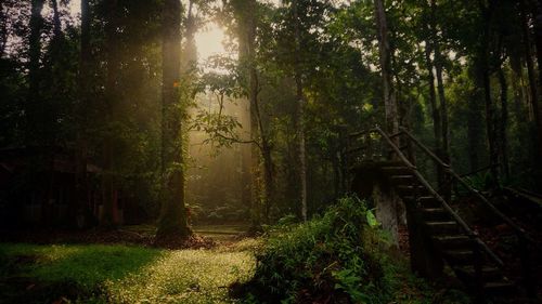 Trees in forest