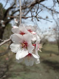 Close-up of white cherry blossom tree