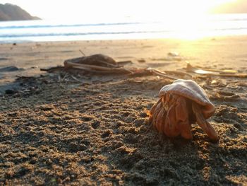 Close-up of turtle on beach against sky