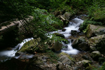 Stream flowing through rocks in forest