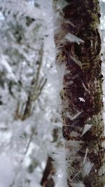 Close-up of frost on snow