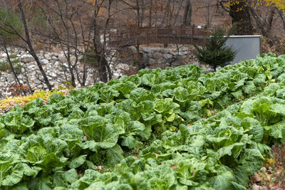 Close-up of plants growing on land