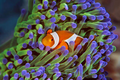 Close-up of fish swimming in sea