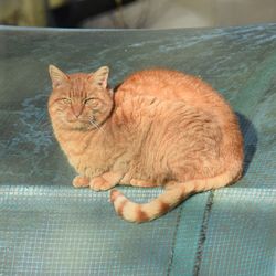 High angle portrait of cat relaxing on floor