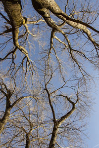 Low angle view of bare tree against blue sky