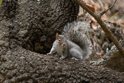 Squirrel on tree trunk