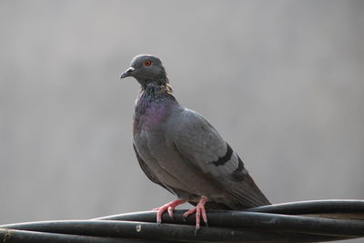 Close-up of pigeon perching on railing