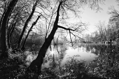 Bare trees in lake against sky