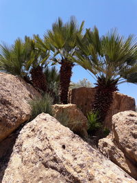 Trees in a desert