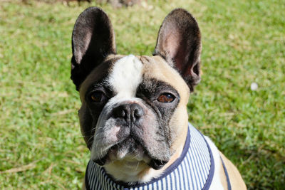 Close-up portrait of a dog
