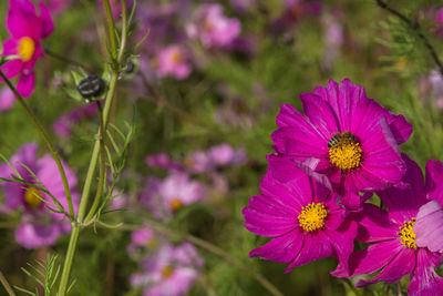 Close-up of pink flowers blooming outdoors