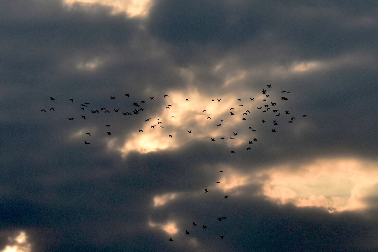 LOW ANGLE VIEW OF BIRDS FLYING IN SKY