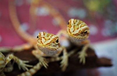 Close up of head of baby bearded dragon on wood