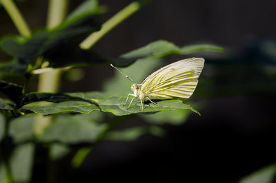 Close-up of butterfly on leaf
