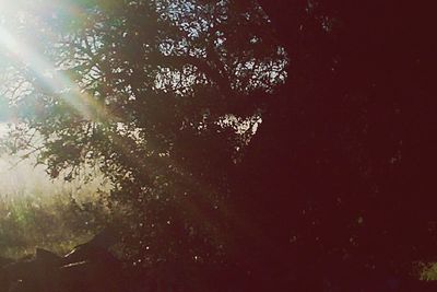 Sun shining through trees