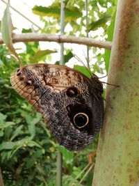 Close-up of butterfly on plant