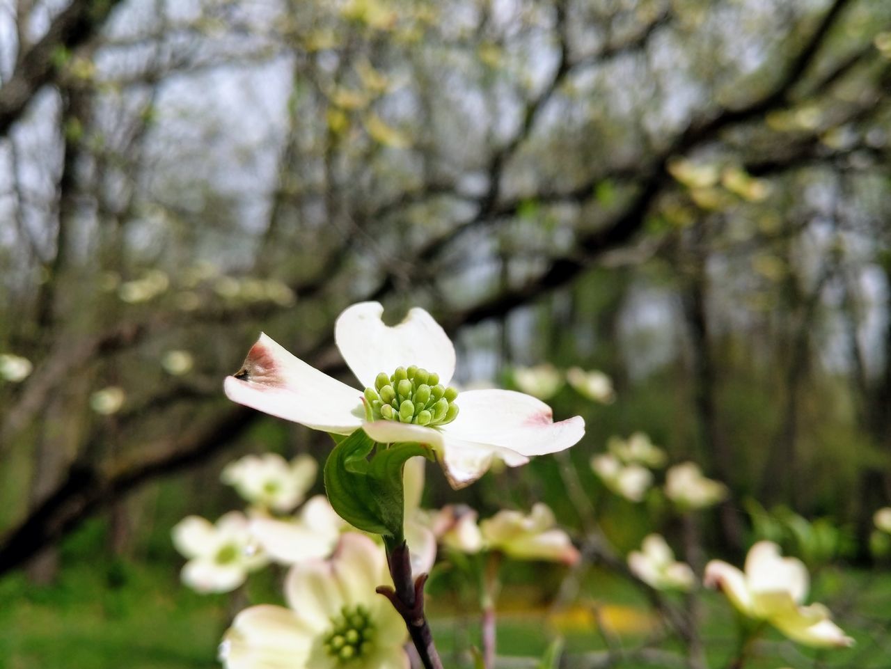 plant, flower, flowering plant, beauty in nature, growth, tree, freshness, vulnerability, fragility, focus on foreground, day, white color, close-up, nature, petal, inflorescence, flower head, no people, blossom, branch, outdoors, springtime, cherry blossom